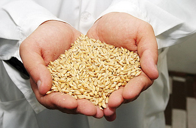 Оренбуржье стало экспортировать больше зерна